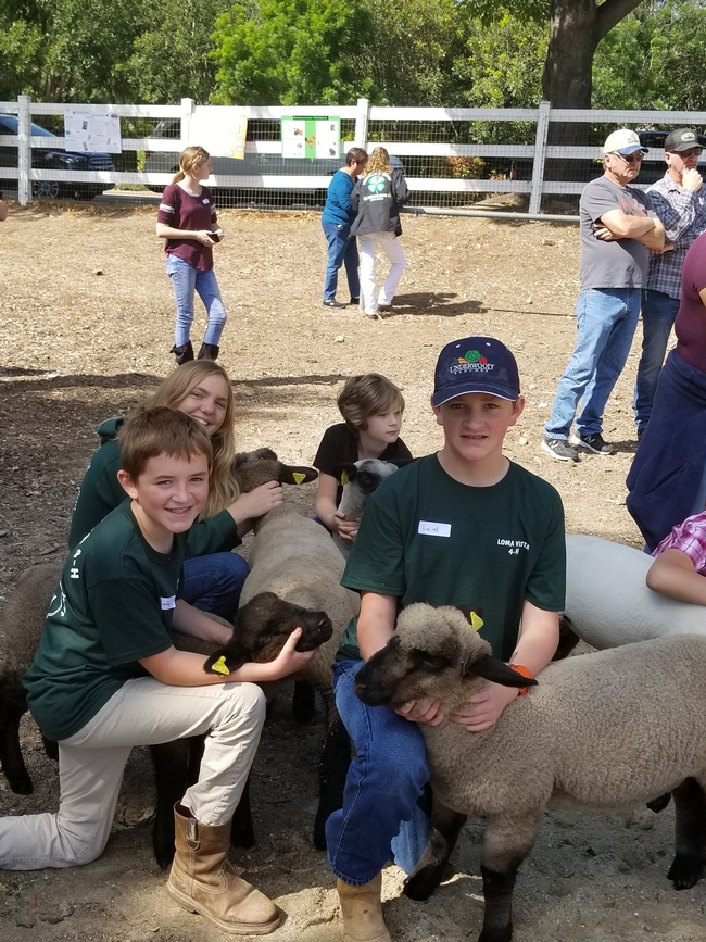 4-H'ers from all over Ventura County brought their market lambs to Small & Large Animal Field Day