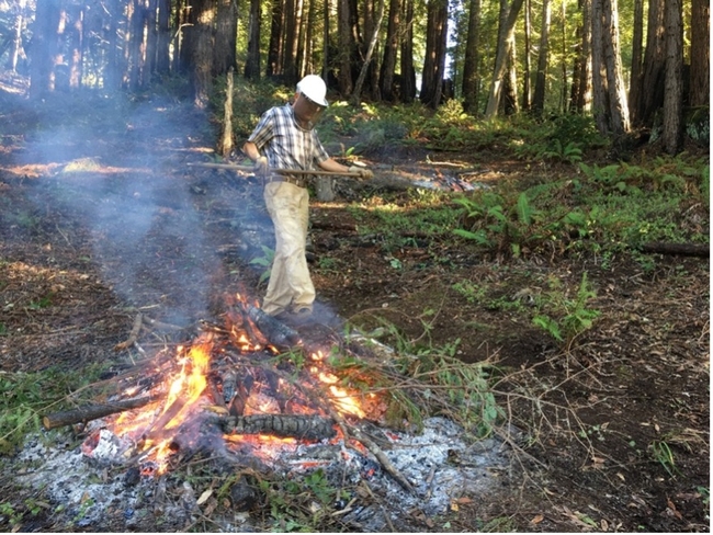 Sonoma County forest landowner, Craig Hayes, piles slash to burn, a typical forest management activity.