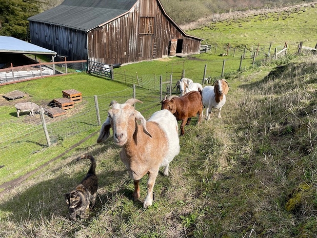 A tortoiseshell cat and a tan and white goat are followed up a grassy hill by four more goats.