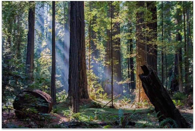 Shafts of sunlight filters into a forest