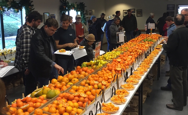 People holding paper plates and lists of citrus varieties mill around a long table filled with boxes of assorted citrus varieties.