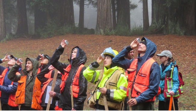 Eight people in raincoats and orange or yellow vests peer through a handheld device up at trees.