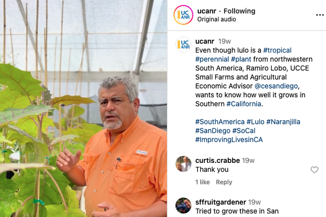 Ramiro is looking at lulo plants in a greenhouse.