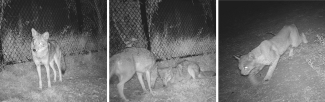 Trail cam photos of coyotes