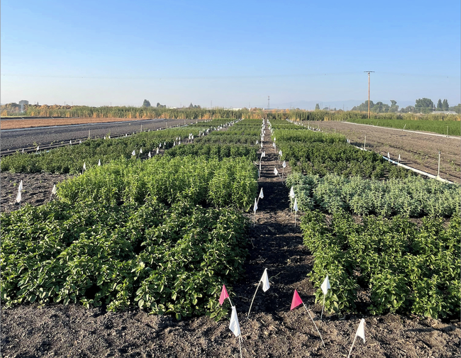 Rows of green mint plants