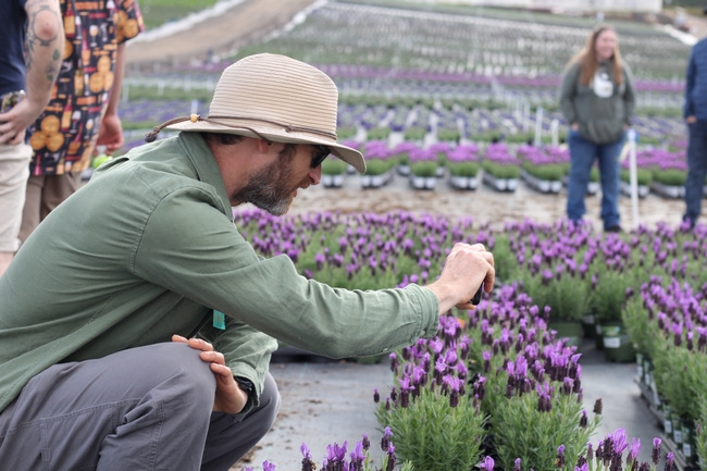 A man is hunched next to a bed of lavender flowers, taking a photo of the flowers.