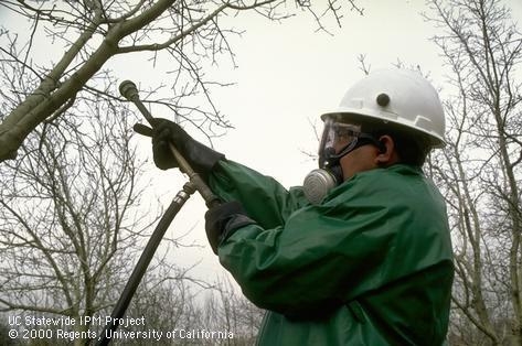Person in protective gear applies pesticide to a tree.