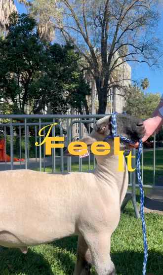 A hand pets a lamb. Text reads: Feel it