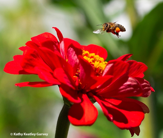 A bee carrying a huge ball of pollen hovers over a bright red zinnia.