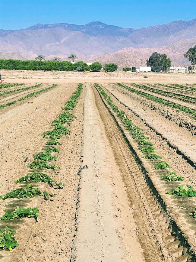 Philip Waisen's photo showing melon growth resulting from root leachate treatment.