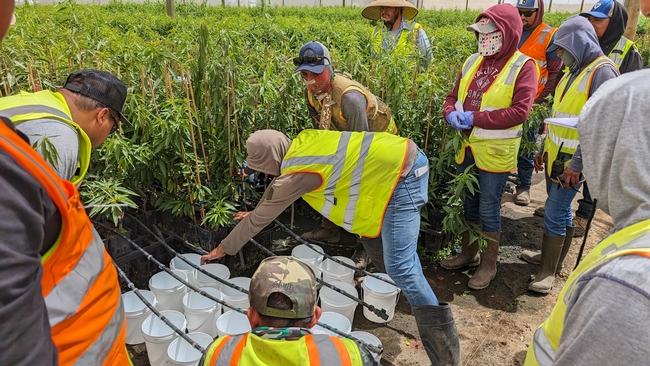 Burchell Nursery irrigators work together during an activity using drip lines. Photo courtesy of Bruno Pitton.