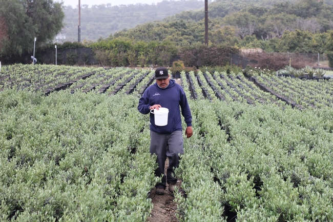 An irrigator at Boething Treeland Farm collects water from an irrigation line. Photo by Saoimanu Sope.