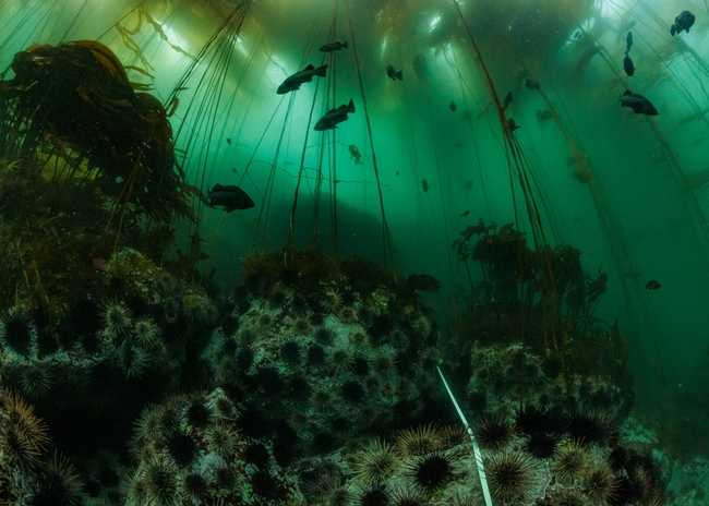 Kelp forest ecosystem in Gwaii Haanas National Park Reserve, National Marine Conservation Area and Haida Heritage Site, Haida Gwaii. UC Berkeley Professor Daniel Okamoto studies these ecosystems in collaboration with both the Council of Haida Nation and Parks Canada who co-manage Gwaii Haanas.