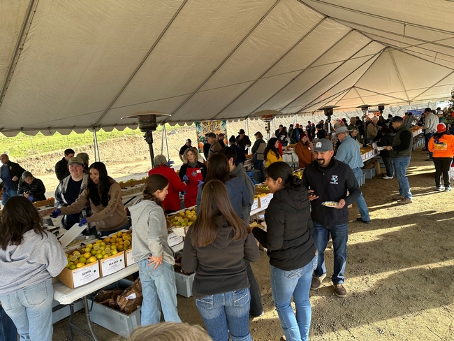 Growers and students taste citrus varieties displayed in boxes on long tables.