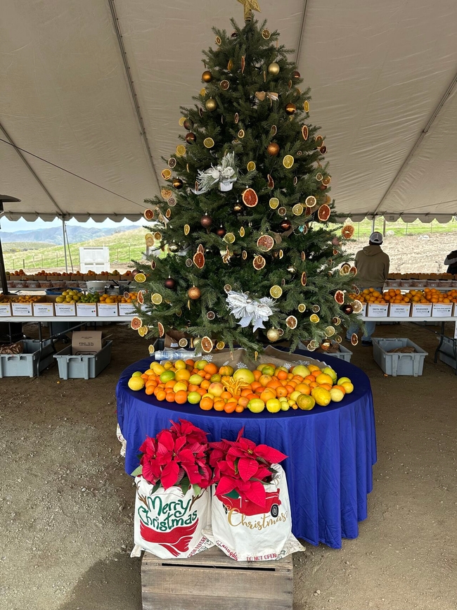 A Christmas tree decorated with citrus slices and gold balls with fresh citrus fruits around the base of the tree. Two red poinsettias sit on a wood box next to the table.