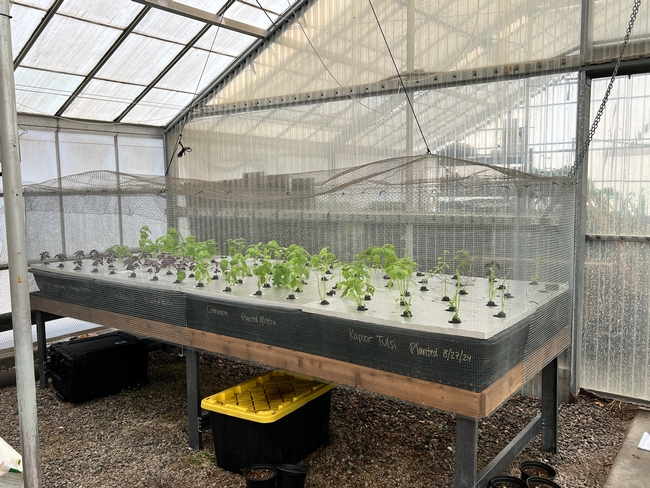 Seven varieties of basil grow in hydroponics using the Kratky method at the South Coast REC greenhouse.