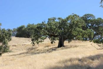 Hopland REC oaks