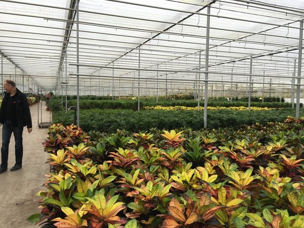 Dutch scientists are trying to achieve carbon neutrality in greenhouse production.