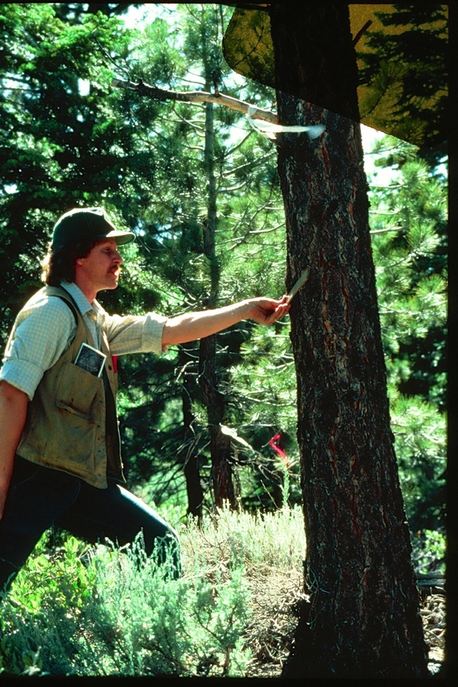 Rick Standiford examines bark on tree in the forest around 1982