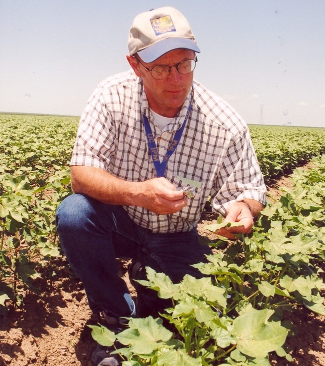 Retiring UC IPM entomologist Pete Goodell in a cotton field.