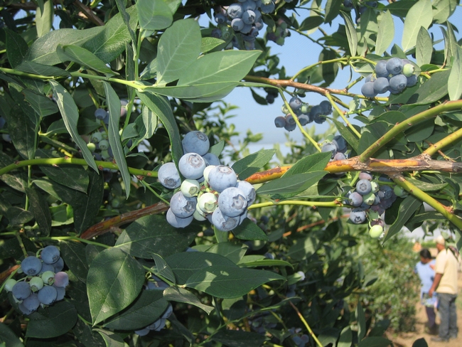 UC Cooperative Extension developed blueberry varieties as a niche crop for small-scale farmers. Photo by Brenda Dawson