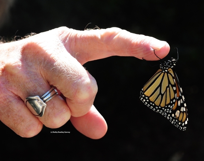 Garvey won a bronze ACE award for this photo of a monarch butterfly.
