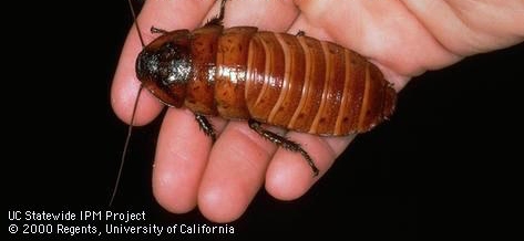 Adult Madagascar hissing cockroach