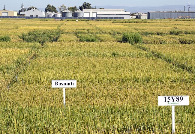 Rice variety trials at the Rice Research Station in Biggs, Calif. (Photo: Evett Kilmartin)