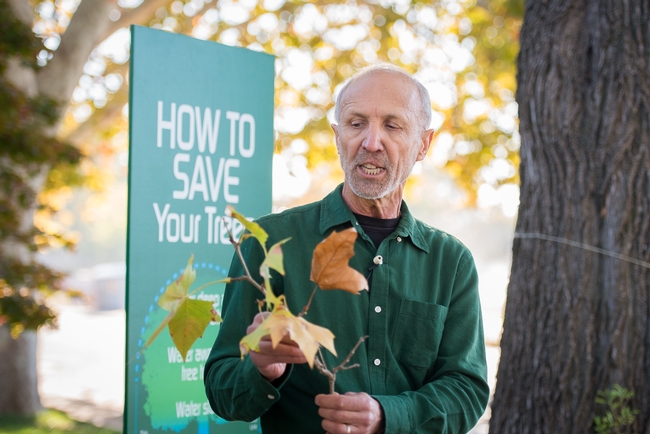During the drought, Ingels advised homeowners on how to save their landscape trees.