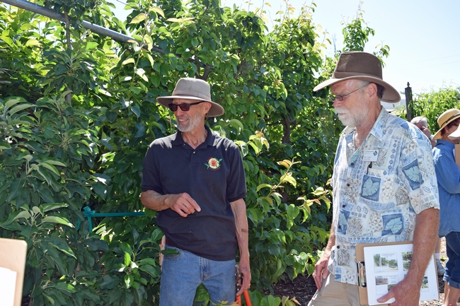 Chuck Ingels presented a workshop on espalier training for fruit trees at Fair Oaks Horticulture Center in May 2018. Photo by Pam Bone