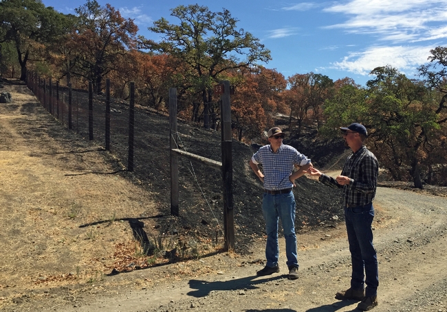 John Bailey, right, shows Mark Lagrimini the difference in fire damage to grazed pasture on the left side of the fence and the ungrazed areas at Hopland REC.