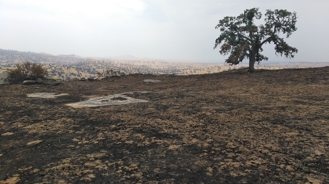 Wildfire singed this landscape in Madera County. Photo by Rebecca Ozeran