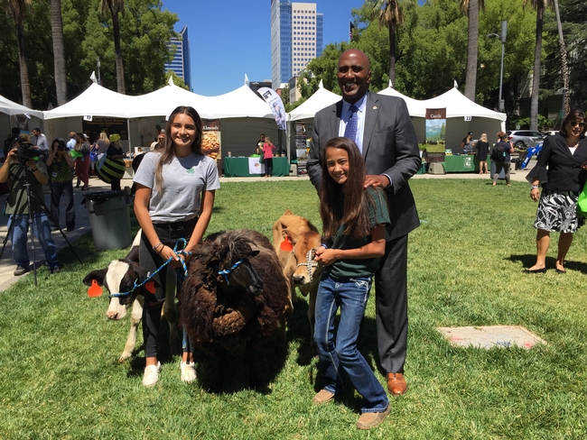 Assemblymember Jim Cooper of Elk Grove chatted with 4-Hers about their calves and the woolly Navajo churro sheep before meeting the farm advisors.