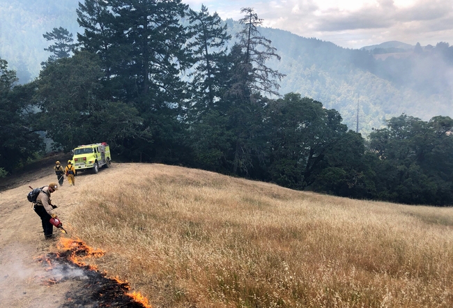 A Mendocino County Fire Safe Council member sets a prescribed burn during a UC ANR fire retreat. Photo by Lenya Quinn-Davidson