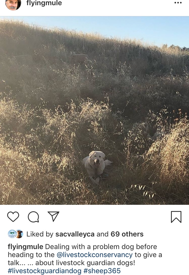 Dan Macon uses Instagram to tell people about his livestock guardian dog research.