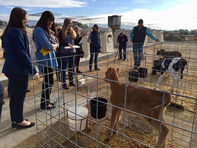 At Beretta Dairy, UCCE dairy advisor Randi Black, third from left, explains calves are physically separated to prevent disease, but they can see and socialize with other calves.