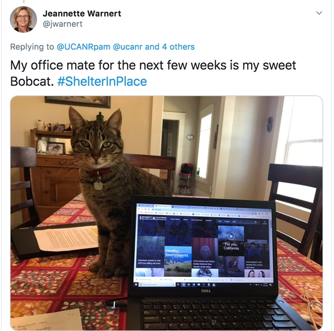 Jeannette Warnert's office mate Bobcat