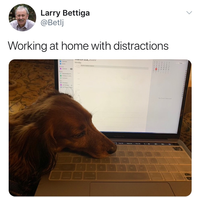 Larry Bettiga gets some laptop help from his lap dog.