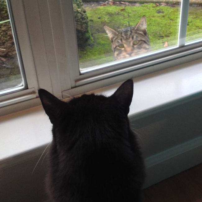 Lorna Krkich's Kitty Bubka demonstrates social distancing from neighbor Brewer.