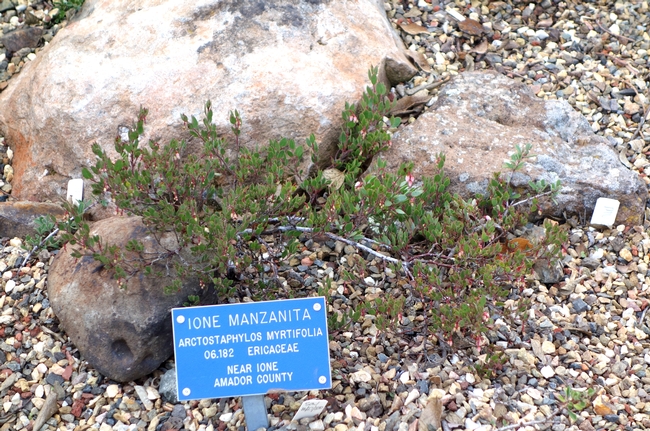 A botanical specimen of Ione manzanita, a federally listed threatened species, is susceptible to root rot caused by introduced Phytophthora in its natural range. (Photo: Wikimedia Commons)
