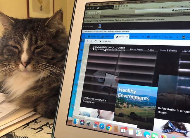 A gray and white tabby cat with its eyes closed lays next to a laptop displaying the ANR website.