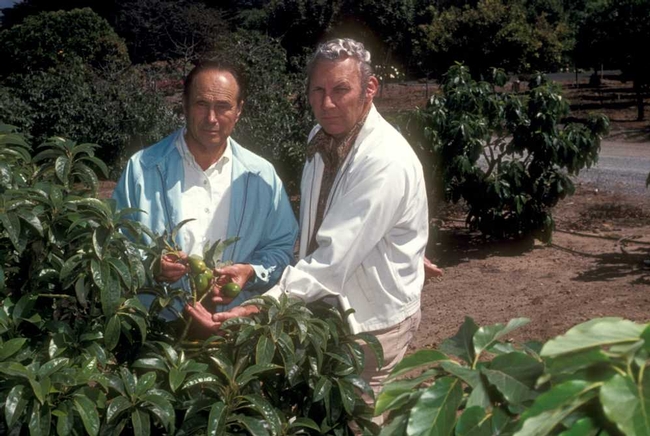 Grower Cliff Sponsell and George Goodall, right, at Sponsell Ranch in Santa Barbara, looking at Duke cutting replant in avocado root rot grove in 1977.