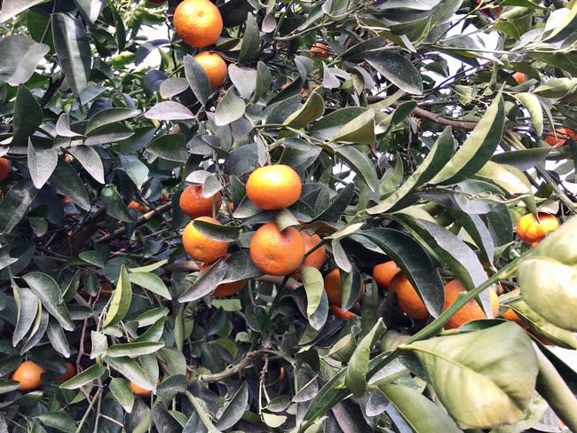 Mandarins on tree.