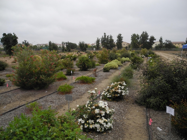Landscape plants under varying irrigation levels are evaluated at South Coast REC to determine the best irrigation level for optimal plant performance.