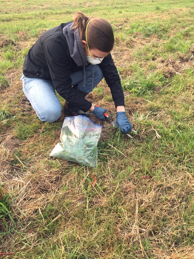 Betsy Karle takes a forage sample to assess whether it was safe for cattle to be moved onto pasture that was not burned but had received ash from the Camp Fire. Photo by Tracy Schohr