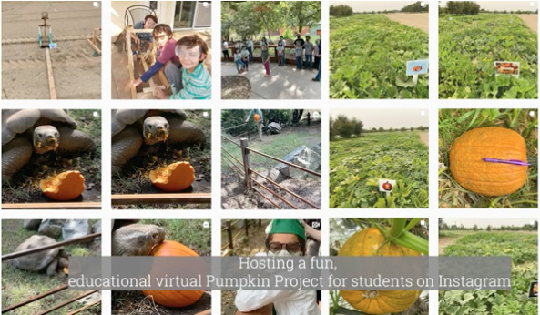 Kearney Agricultural Research and Extension Center hosted a virtual pumpkin-growing contest for 4-H members in Fresno County.