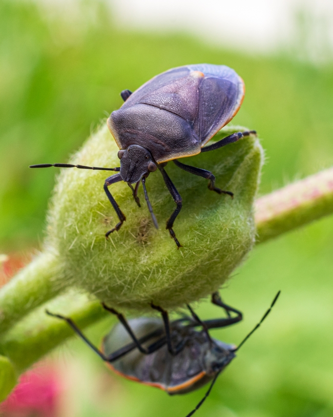 EIPD: Chlorochroa kanei stink bugs on hollyhock in Bishop in May 2020. Photo by Dustin Blakey