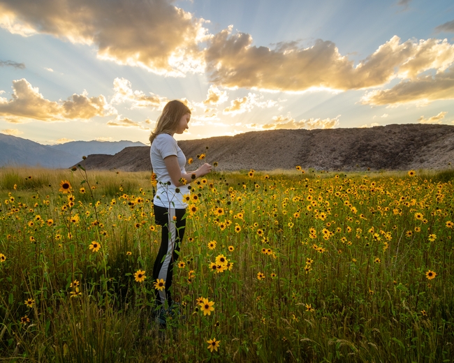 Dustin's daughter stands in a field of sunflowers, looking down at the flowers.