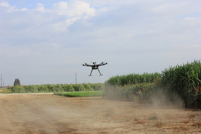 Drone flies over sorghum at Kearney Agricultural Research and Extension Center.