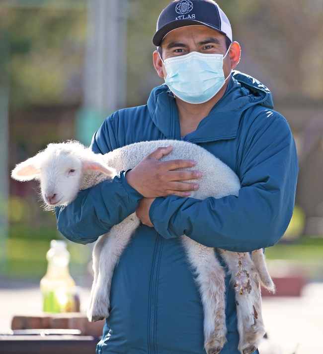 Man wearing a facemask holds a small lamb.